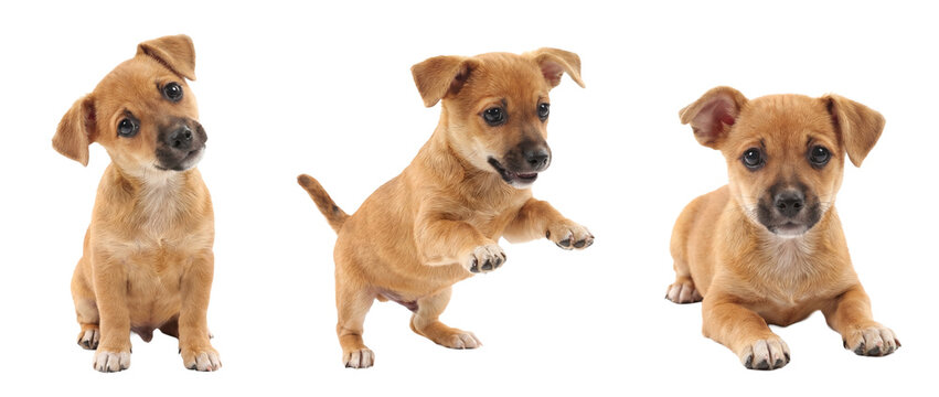three adorable, curious puppy poses: sitting, playing, and resting on a transparent background.