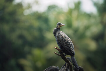 Indian Cormorant perched on a branch by the Mahaweli River in Sri Lanka