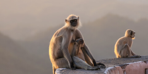 Mother Northern Plains Grey Langur monkey nursing baby in sunrise light in India © SNEHIT PHOTO