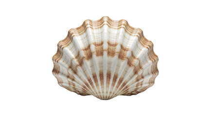 Obraz premium Scallop Shell with Brown and White Stripes