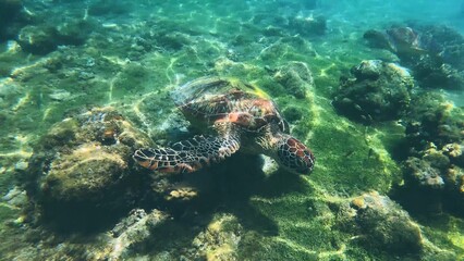 Obraz premium A Green sea turtle or Chelonia mydas swimming peacefully among coral reefs in clear sunlit waters in Apo Island. Dauin, Negros Oriental, Philippines