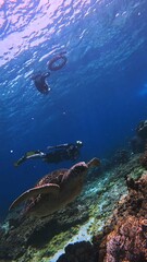 Obraz premium Green sea turtle or Chelonia mydas swimming in deep blue waters with snorkelers in the distance above. Apo Island, Dauin, Negros Oriental, Philippines