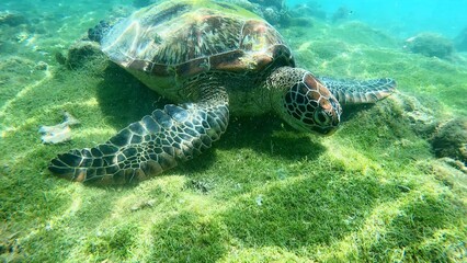 Obraz premium A green sea turtle or Chelonia mydas peacefully rests on an algae-covered ocean floor, surrounded by clear waters in Apo Island. Dauin, Negros Oriental, Philippines