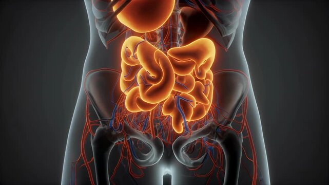 A detailed 3D render showcasing the human circulatory and digestive systems within the rib cage.