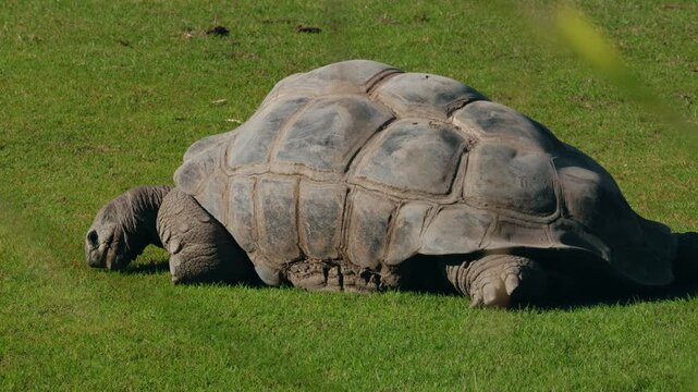 Giant tortoise walking across green grass in natural enclosure showing massive shell texture and slow peaceful movement