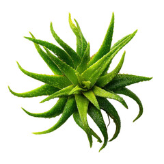 Obraz premium Vibrant green aloe vera plant with water droplets on black background succulent, Cut Out, Isolated On White Background, Png Transparent