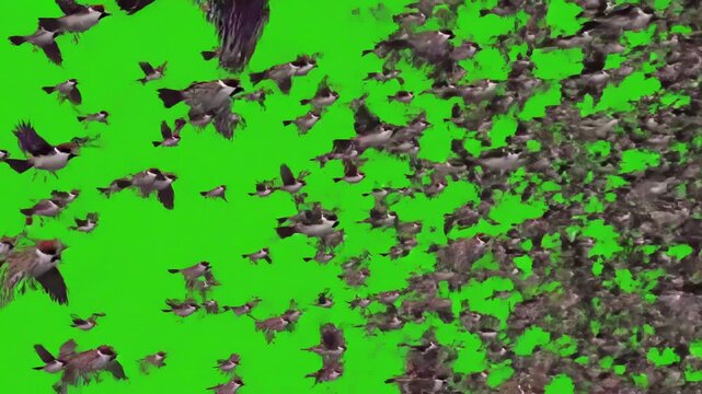Dynamic Sparrow Flock with of birds sparrows flying all around the frame on a green background distortion, screen overlay, glitch, static noise, scan lines black background, 4k animated video loop