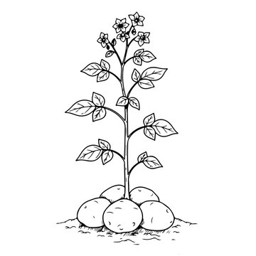 Lineart potato kentang hand drawn illustration