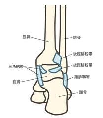足関節の後面と靱帯の説明図