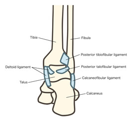 足関節の後面と靱帯の説明図