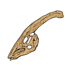 パラサウロロフス　頭蓋骨　化石