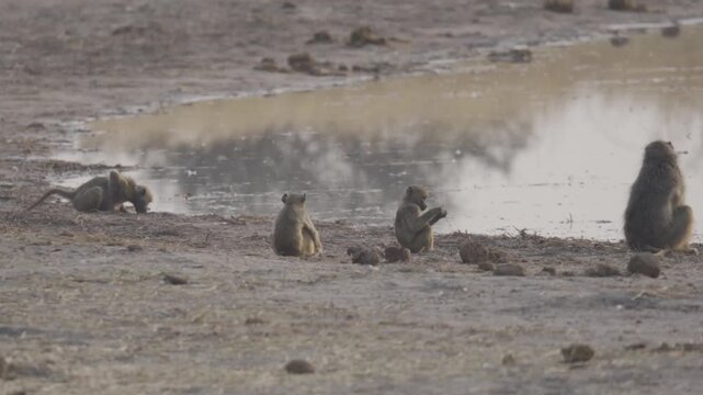 Wildlife, Baboons In Kazuma National Park, Botswana