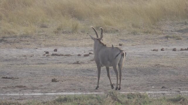 Wildlife In Kazuma National Park, Botswana