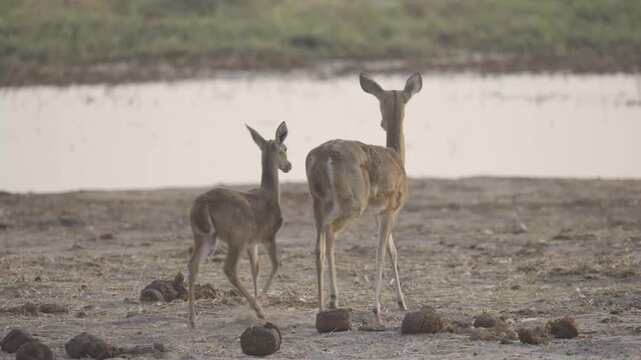 Wildlife In Kazuma National Park, Botswana