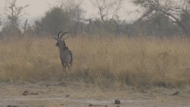 Wildlife In Kazuma National Park, Botswana