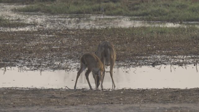 Wildlife In Kazuma National Park, Botswana