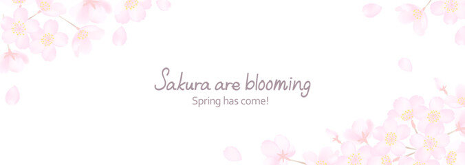 白地に繊細な桜の花のベクターイラスト