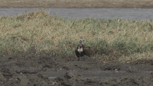 Wildlife In Kazuma National Park, Botswana