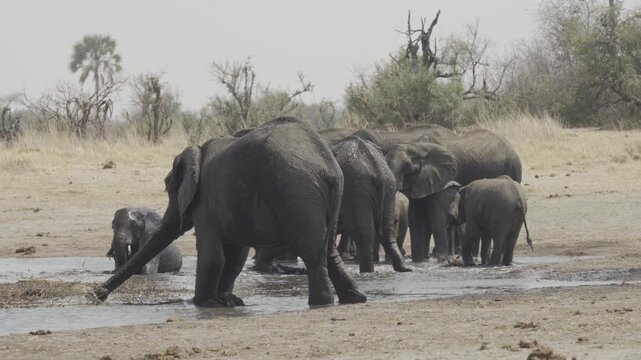 Wildlife, Elephants In Kazuma National Park, Botswana