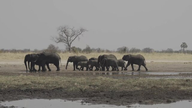 Wildlife, Elephants In Kazuma National Park, Botswana