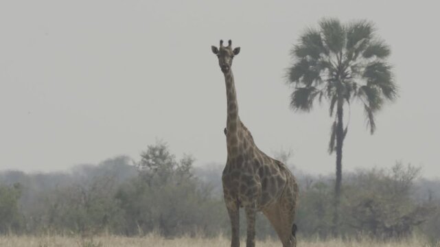 Wildlife, Giraffes In Kazuma National Park, Botswana