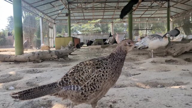 Pheasant bird in aviary enclosure wild fowl in captivity natural