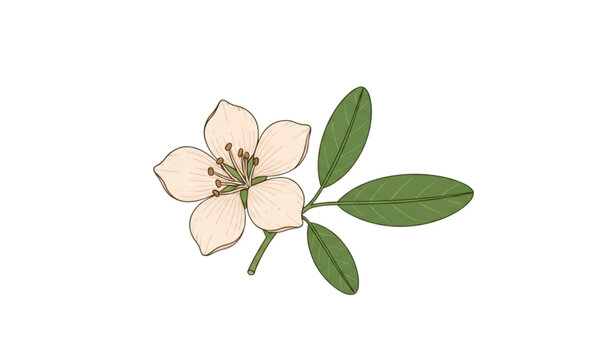 Shami Flower Botanical Vector Illustration with Leaves Prosopis Cineraria Isolated on White Background