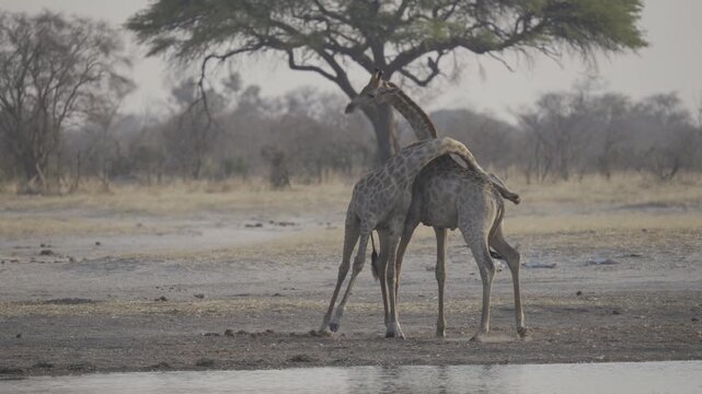 Wildlife, Giraffes In Kazuma National Park, Botswana