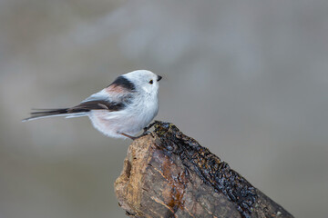 冬のシマエナガ