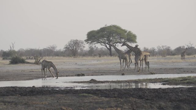 Wildlife, Giraffes In Kazuma National Park, Botswana
