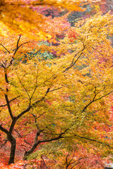Autumn leaves of red color maple tree, fall season change