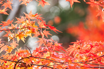 Autumn leaves of red color maple tree, fall season change