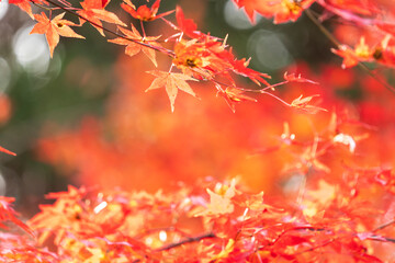 Autumn leaves of red color maple tree, fall season change