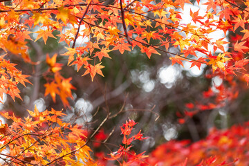 Autumn leaves of red color maple tree, fall season change
