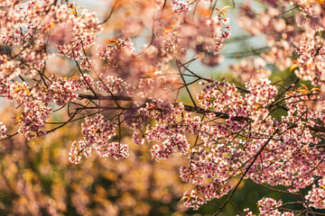 Wild Himalayan Cherry (Prunus cerasoides) or thai sakura flower
