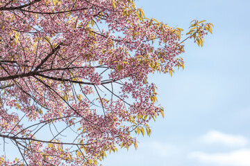Wild Himalayan Cherry (Prunus cerasoides) or thai sakura flower