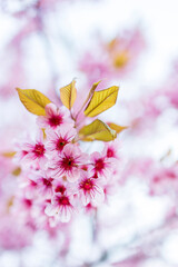 Wild Himalayan Cherry (Prunus cerasoides) or thai sakura flower