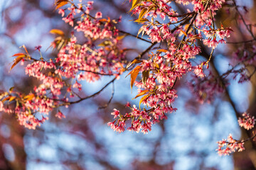 Wild Himalayan Cherry (Prunus cerasoides) or thai sakura flower
