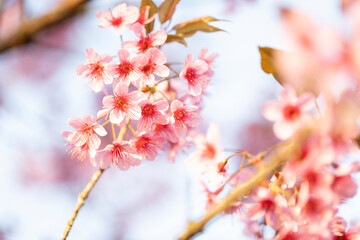 Wild Himalayan Cherry (Prunus cerasoides) or thai sakura flower
