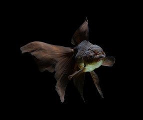 goldfish isolated on a dark black background. different colorful Carassius auratus in the aquarium
