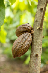 Cacao Tree (Theobroma cacao). Organic cocoa fruit pods in nature.