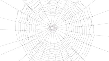 Obraz premium Spider Web Isolated on White Background