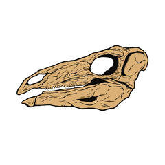 ステゴサウルス　頭蓋骨　化石 © Sakuma