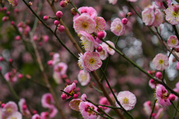 Obraz premium Spring floral background with blooming pink blossoms