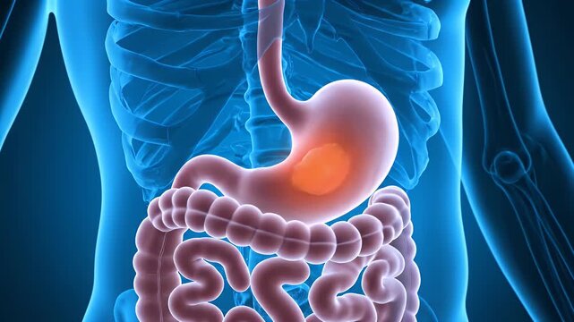 Anatomical Illustration of The Human Digestive System Depicting Stomach and Intestines in a Blue X-Ray Style Background