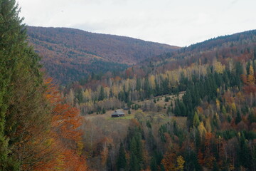 Fototapeta premium autumn forest in the mountains