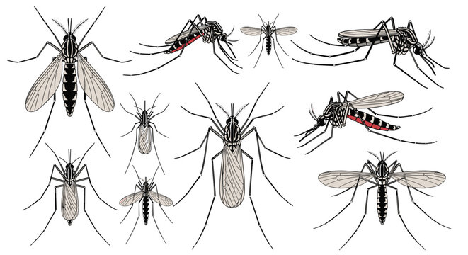 Collection of detailed mosquito illustrations showing different species and perspectives for scientific or educational use in vector control programs.