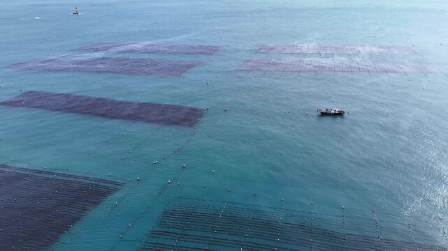 Aerial drone footage of rectangular shellfish aquaculture installations arranged in rows on the surface of blue sea water in South Korea. Top view of floating mollusk farming structures.