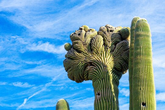 Closeup of a saguaro cactus with an unusual fan-like mutation called fasciation or cresting