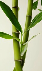 Obraz premium bamboo, showcasing both realism and freshness.